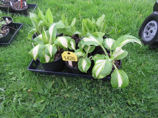 6 Pots of Hosta