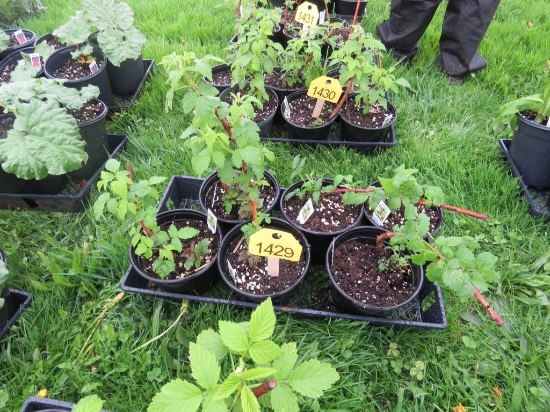 6 Pots of Black Raspberries