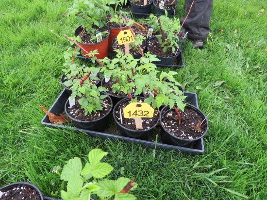 6 Pots of Black Raspberries