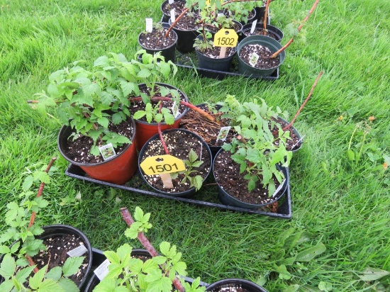 6 Pots of Black Raspberries