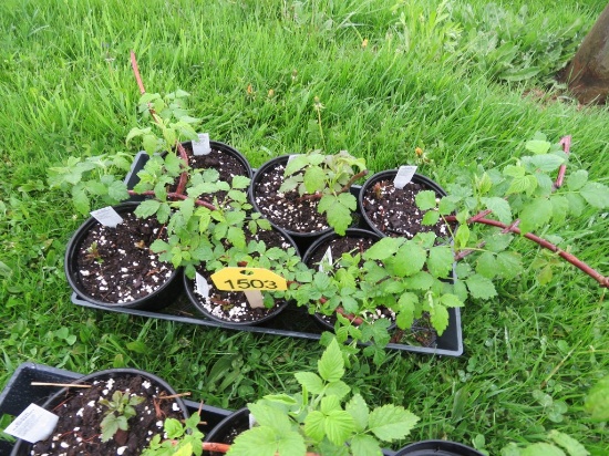 6 Pots of Black Raspberries