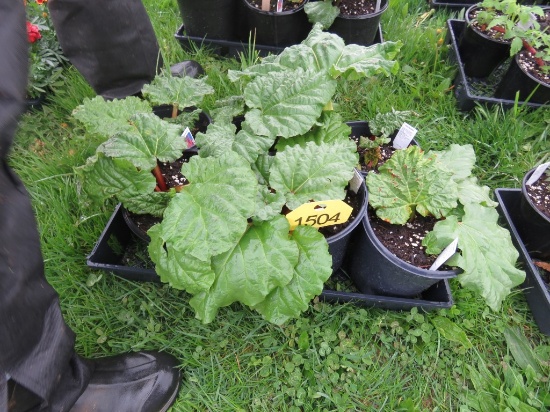 6 Pots of Rhubarb