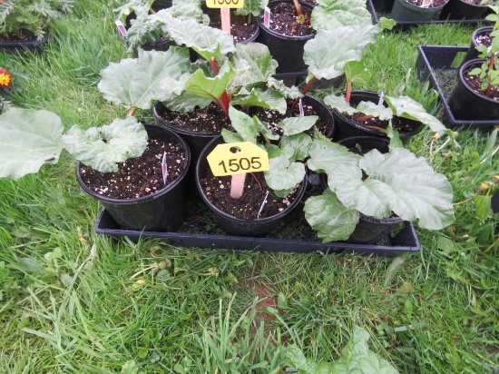 6 Pots of Rhubarb