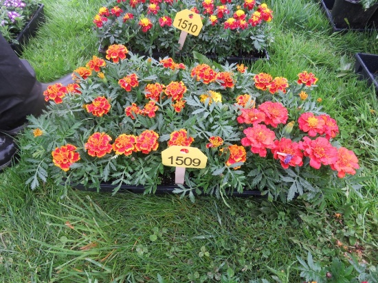 Flat of Marigold