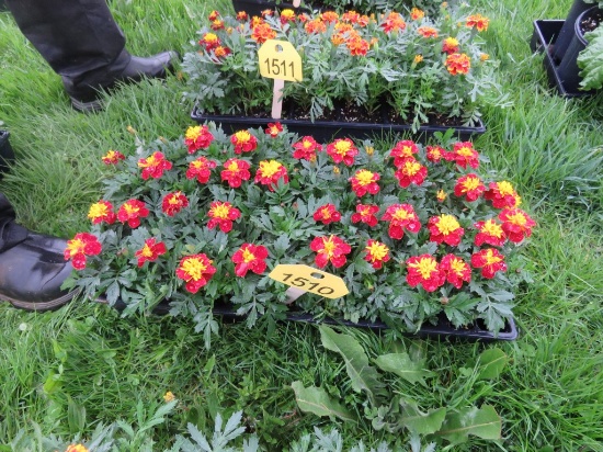 Flat of Marigold