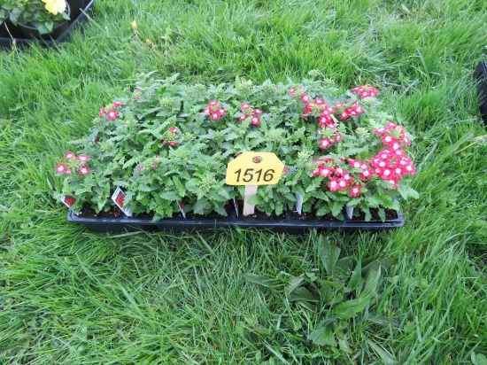 Flat of Verbena