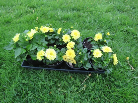 7 Pots of Dahlia