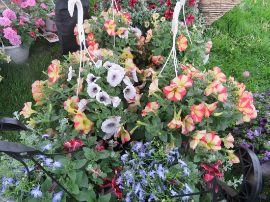 2 Petunia Hanging Baskets