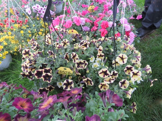 2 Petunia Hanging Baskets