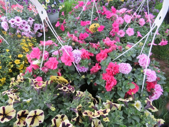 2 Petunia Hanging Baskets