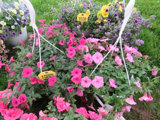 2 Petunia Hanging Baskets