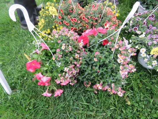 2 Mixed Flower Hanging Baskets