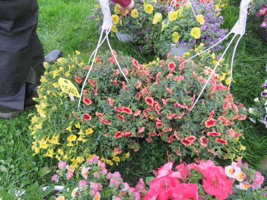2 Calibrachoa Hanging Baskets