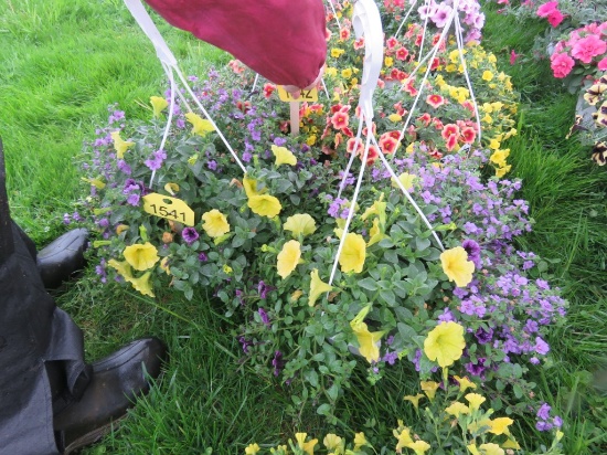 2 Mixed Flower Hanging Baskets