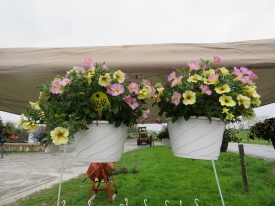 2 Petchoa Hanging Baskets