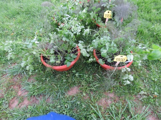 2 Pots of Mixed Herbs