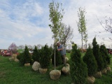 Sugar Maple Tree