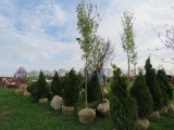 Sugar Maple Tree