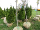 5 Holstrum Shrubs