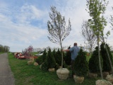Summer Red Maple Tree