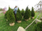 5 Shrubs