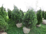 6 Niagra Shrubs
