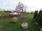 Weeping Red Bud Tree