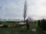 Column Oak Tree