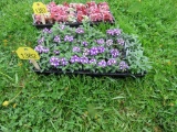 Flat of Verbena
