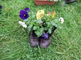 Shoe of Pansies