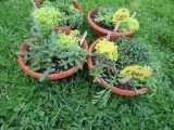 2 Pots of Succulents