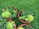 2 Pots of Succulents