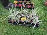 10 Pots of Verigated Perennial Grass