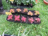10 Pots of Colias