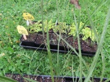 5 Pots of Spikes