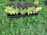 5 Pots of Karat