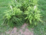 2 Hanging Baskets of Ferns
