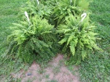 2 Hanging Baskets of Ferns