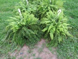 2 Hanging Baskets of Ferns