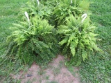 2 Hanging Baskets of Ferns