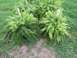 2 Hanging Baskets of Ferns