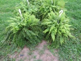 2 Hanging Baskets of Ferns