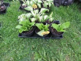 6 Pots of Hosta