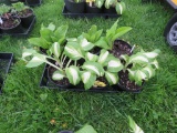 6 Pots of Hosta