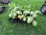 6 Pots of Hosta