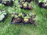 6 Pots of Black Raspberries