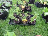 6 Pots of Black Raspberries
