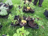 6 Pots of Black Raspberries