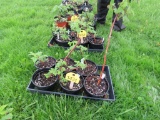 6 Pots of Black Raspberries