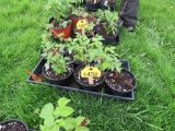 6 Pots of Black Raspberries